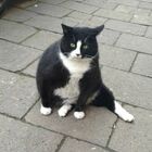 Gacek, il gatto icona di Stettino: i turisti vogliono vedere solo lui. E gli lasciano anche le recensioni
