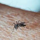 Italia, Grecia e Francia infestate dalla zanzara che trasmette il virus del Nilo: scatta l'allerta per i turisti