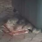 Una colonia di topi banchetta con una pizza rossa a due passi dal Vaticano: «Almeno loro non sprecano il cibo»