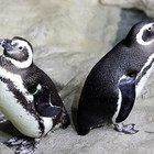 Pinguini gay: in un acquario irlandese sono più della metà