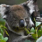 Australia, i koala ora sono a rischio
