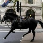 Londra, scappano i cavalli di Buckingham Palace