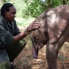 Long'uro, l'elefantino orfano mutilato dalle iene e finito nel pozzo: ora ha una nuova mamma