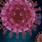 Malattia X, cos'è il virus che potrebbe uccidere 20 volte più del Covid: il rischio pandemia che preoccupa l'Oms