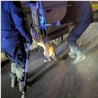 immagine Cane trovato congelato nel bagagliaio della macchina: il padrone ha avuto un incidente stradale e lo ha lasciato lì