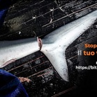 Basta al commercio delle pinne di squalo in Europa: la campagna Stop Finning UE fa tappa a Roma