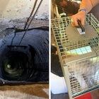 Gattina finisce in un pozzo profondo 30 metri: Gina salvata dai vigili del fuoco dopo 3 giorni