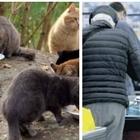 Lecce, anziano ruba cibo per i gatti randagi: il direttore del supermercato chiama i carabinieri ma loro pagano il conto