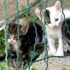 Foligno, boom di abbandoni di gatti: c'è chi li lascia nei giardini. «Serve un'anagrafe felina»