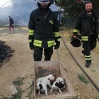 Incendio a Roma, le fiamme avvolgono i capannoni: venti cuccioli salvati dai vigili del fuoco
