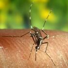 Allarme zanzare in Italia, l'Ecdc: «Primi per virus del Nilo, rischio aumento di casi e morti»