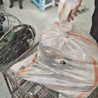Vietnam, gattini e cani da macellare di tutte le taglie in vendita al "mercato dei pompelmi": il mercatino degli orrori