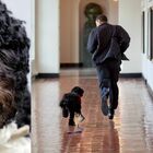 Obama, morto il cane Bo