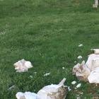Roma, Villa Pamphili, i sigilli non fermano i vandali: un’altra statua distrutta