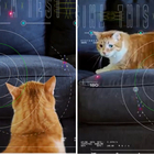Nasa, il gatto trasmesso in streaming dallo spazio: il video (mentre insegue una luce) sulla Terra in 101 secondi