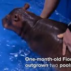 Salvato dai medici, il piccolo ippopotamo Fiona commuove il web Video