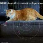 Nasa, il gatto trasmesso in streaming dallo spazio