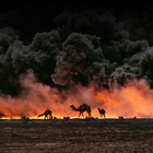 10.000 cammelli saranno abbattuti da cecchini in elicottero: «Bevono troppa acqua»