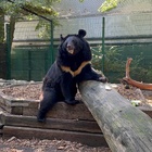 Yampil, l'orso nero salvato dai soldati ucraini 