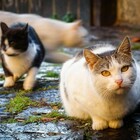 Roma, la casa degli orrori dei gatti: «Li raccoglie in strada, li tortura e li lascia morire». La rabbia dei residenti