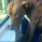 Il cane Roky sale sul treno da solo e va in "gita" a Venezia: seduto nel vagone tra i passeggeri per raggiungere il padrone