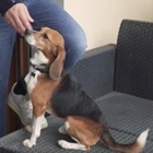 Jordan, il beagle salvato dalla sperimentazione farmaceutica è stato adottato: «Non aveva mai visto la luce, aveva paura di tutto»
