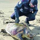 Delfino e tartaruga trovati morti al Salto
