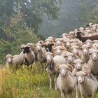 Pecore affamate mangiano oltre 100 chili di marijuana dopo la tempesta Daniel. Il pastore: «Avevano un comportamento strano»
