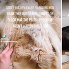 Cani, una famiglia trasforma il Golden Retriever morto in un tappeto: l'ornamento funebre postato sui social