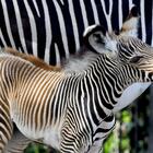 Bioparco di Roma, nata una piccola zebra: la sua specia Grevy è a rischio estinzione