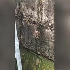 Battaglia tra ragni: la tecnica di combattimento è impressionante