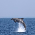 Toscana, delfini spiaggiati: altri tre esemplari trovati morti. L'allarme lanciato da Arpat: «14 solo nell'ultimo mese»
