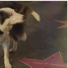 Oscar, il cane Messi (star di "Anatomia di una caduta") ruba la scena: finge di far pipì sulla stella di Matt Damon e applaude con le zampe dalla platea