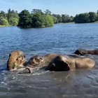 Elefanti giocano dentro l'acqua