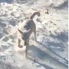 Catturato il lupo che aveva aggredito una bimba in spiaggia: andrà in una riserva