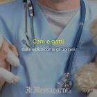 Cani e gatti dal medico come gli uomini: pronta la ricetta veterinaria elettronica