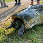 In Germania un pesce siluro di 40 chili "ingoia" una tartaruga