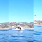 California, una balena “mangia” due canoisti: gli attimi di terrore