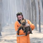 Wwf, dati allarmanti sugli incendi in Australia