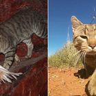 Gatti sterminati in Australia, l'ira degli animalisti: «Stop alle salsicce avvelenate»