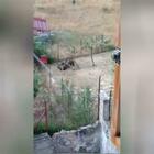 Mamma orsa e quattro cuccioli in giardino mangiano nocciole e giocano con la legna