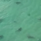 Centinaia di squali in Israele: il fenomeno