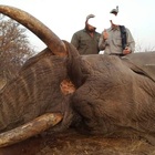 Lo Zimbabwe vende 500 elefanti a rischio estinzione: i cacciatori pagano fino a 70mila dollari l'uno per ucciderli