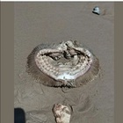 La strana creatura trovata sulla spiaggia: «È un incubo». Poi la scoperta incredibile