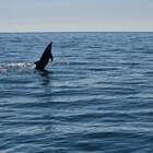 La danza dei delfini sul litorale di Bibione: turisti incantati dallo spettacolo