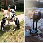Cagnolino nato senza zampe anteriori: ora scorrazza sulla neve con una protesi a forma di snowboard