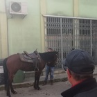 Pitbull azzanna un cavallo che fugge per le strade del paese: ferito il fantino al galoppo