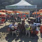 Cani bagnini eroi al mare in Calabria: salvano due cuginetti di 8 e 9 anni in difficoltà tra le onde