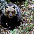 Trentino, allerta "orsi problematici": «Niente catture, saranno abbattuti». Insorgono le associazioni