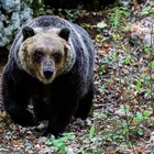 immagine Trentino, allerta 